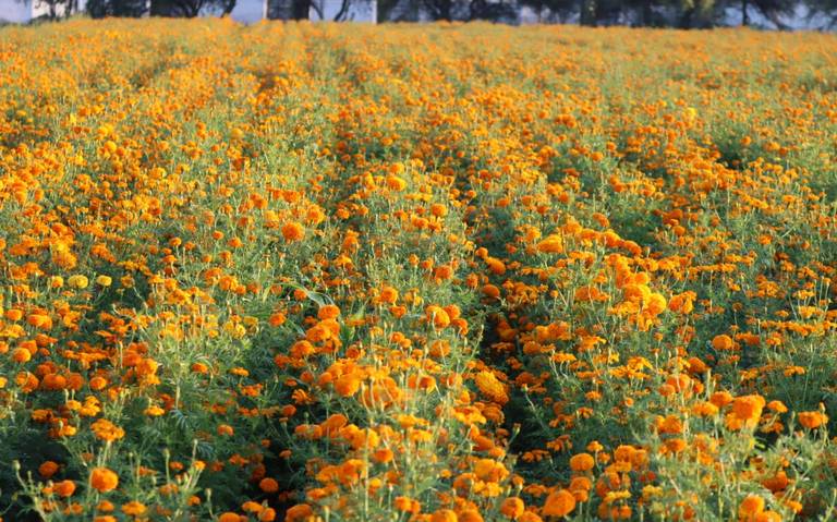 Nuevo San Isidro se tiñe de naranja y aroma a tradición - El Sol de San  Juan del Río | Noticias Locales, Policiacas, de México, Querétaro y el Mundo