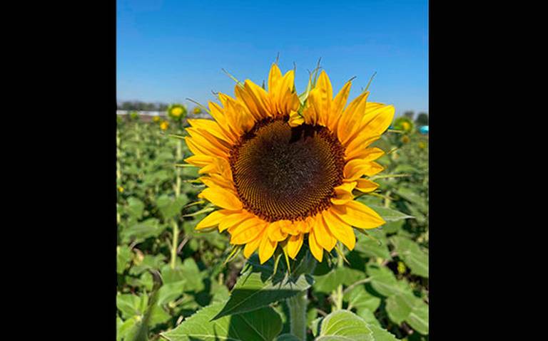 Siembran girasol en El Organal - El Sol de San Juan del Río | Noticias  Locales, Policiacas, de México, Querétaro y el Mundo