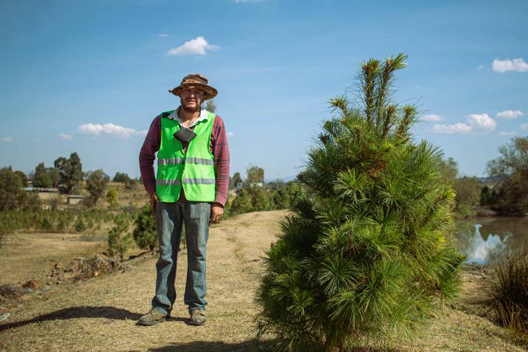 En Amealco detonan venta de árboles naturales de Navidad, fiestas  decembrinas, ecología, Árboles de Navidad Naturales Amealco - El Sol de San  Juan del Río | Noticias Locales, Policiacas, de México, Querétaro