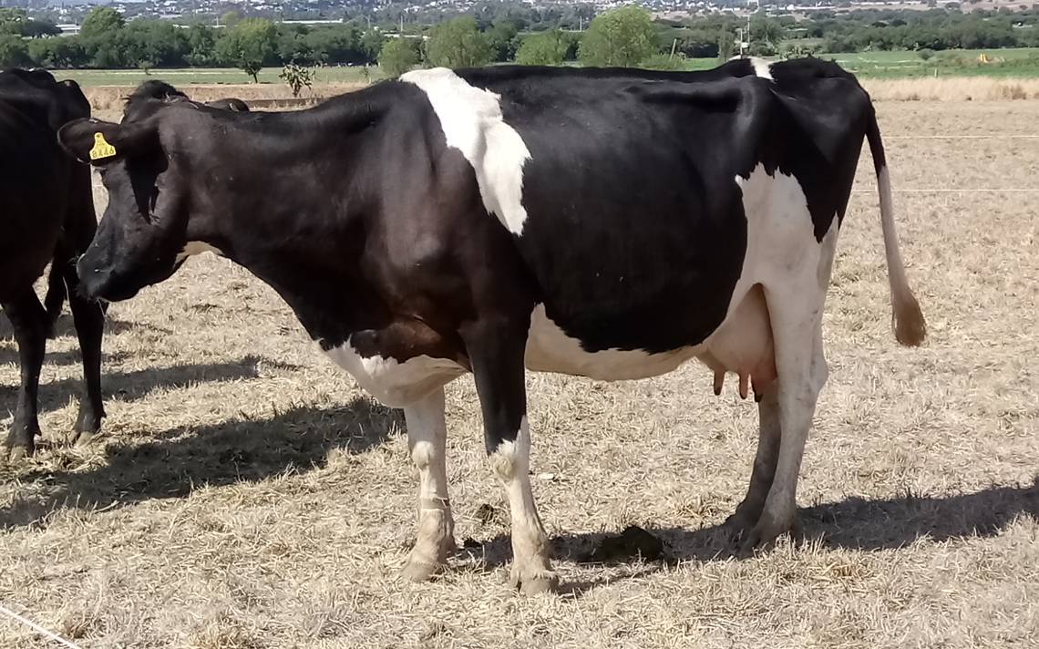 Cuencas lecheras en riesgo de desaparecer - El Sol de San Juan del Río |  Noticias Locales, Policiacas, de México, Querétaro y el Mundo