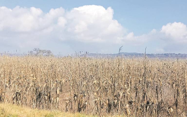 Precio del maíz afecta a tortilleras - Diario de Querétaro  Noticias  Locales, Policiacas, de México, Querétaro y el Mundo