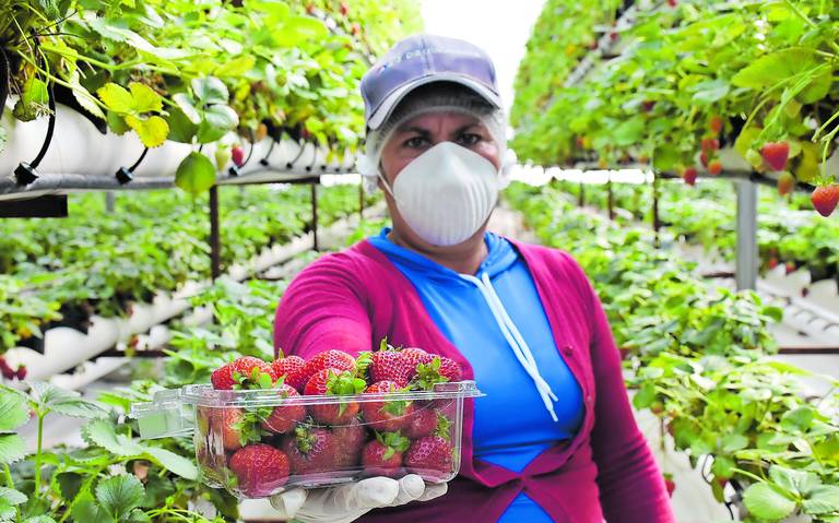 Consolidan cultivos de fresas en Amealco - El Sol de San Juan del Río |  Noticias Locales, Policiacas, de México, Querétaro y el Mundo