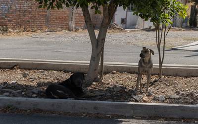 están extintos los perros de agua de san juan