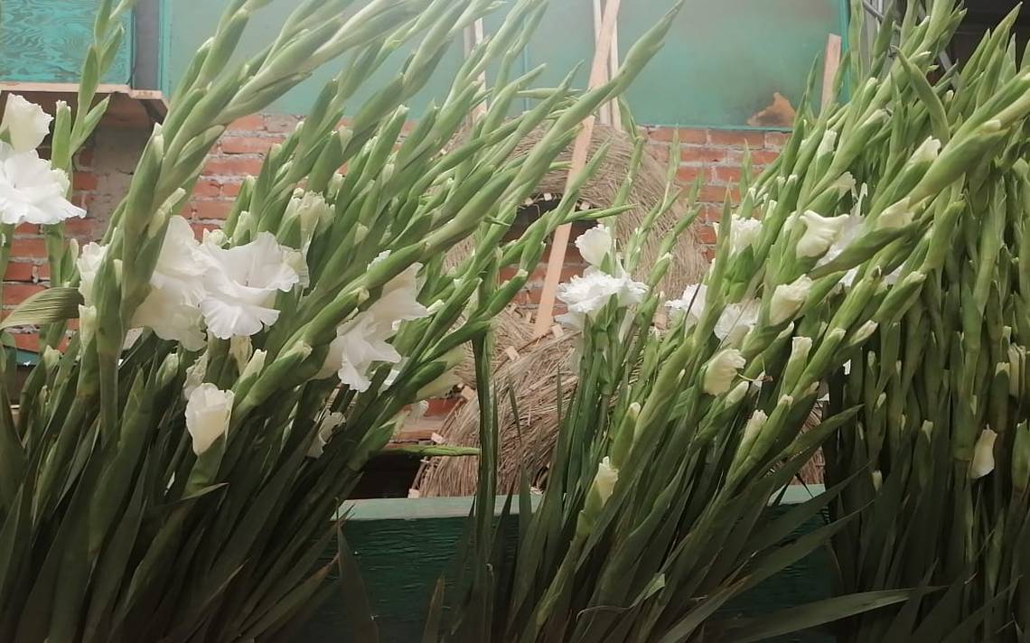 Floricultores apuestan a la siembra de gladiola - El Sol de San Juan del  Río | Noticias Locales, Policiacas, de México, Querétaro y el Mundo