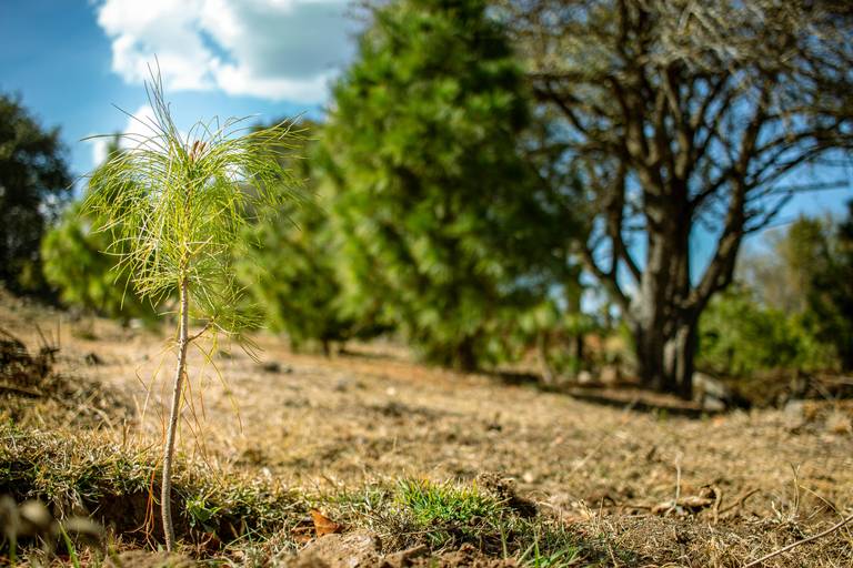 En Amealco detonan venta de árboles naturales de Navidad, fiestas  decembrinas, ecología, Árboles de Navidad Naturales Amealco - El Sol de San  Juan del Río | Noticias Locales, Policiacas, de México, Querétaro