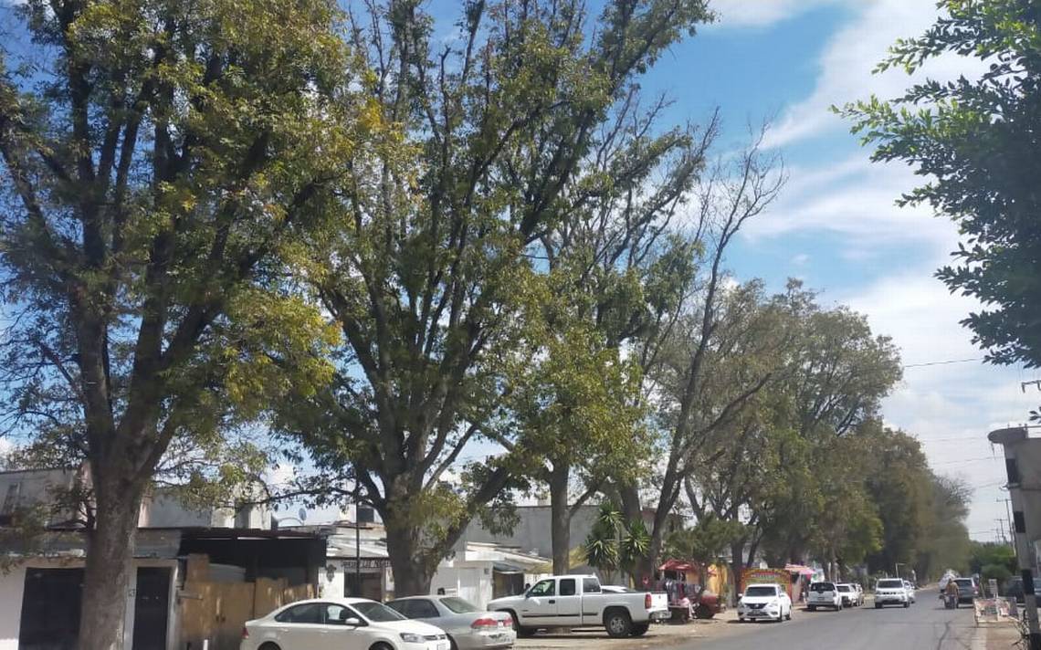 Solicitan poda de árboles en Nogales - El Sol de San Juan del Río |  Noticias Locales, Policiacas, de México, Querétaro y el Mundo