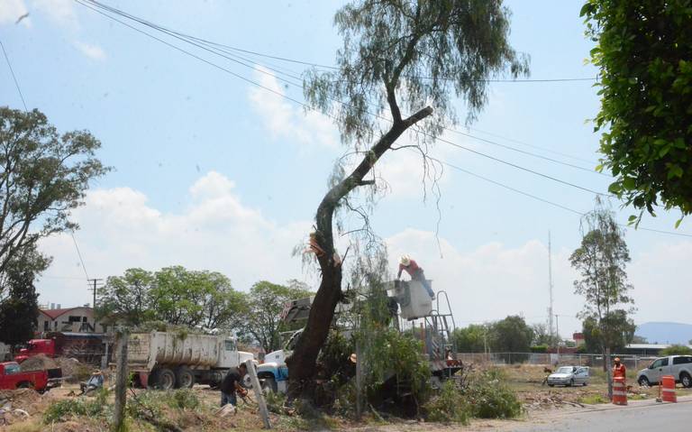 Retiran siete árboles de predio para fraccionamiento - El Sol de San Juan  del Río | Noticias Locales, Policiacas, de México, Querétaro y el Mundo