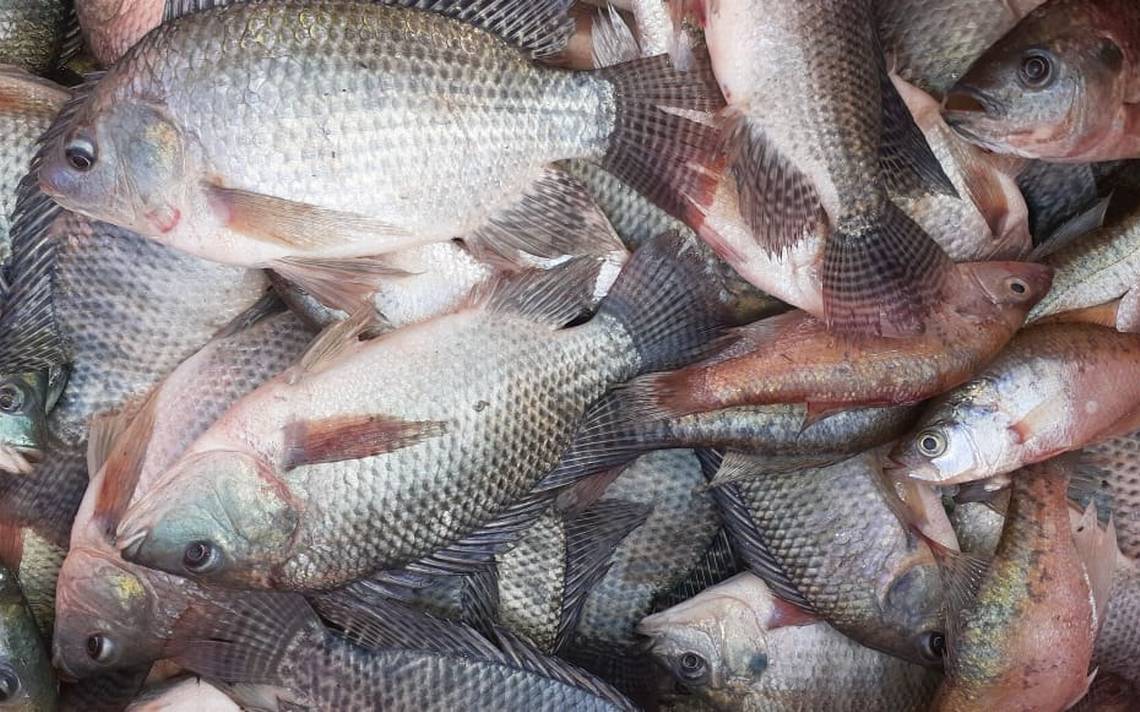 Vigilan avance de producción pesquera - El Sol de San Juan del Río
