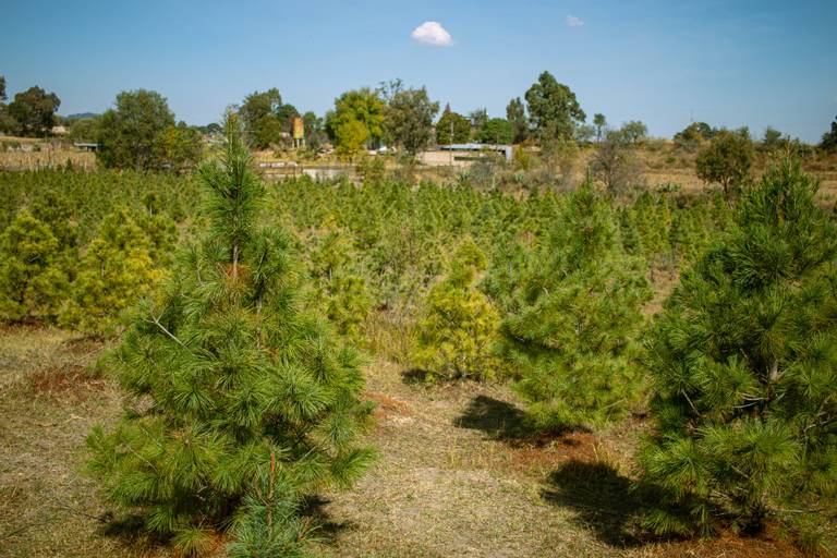 En Amealco detonan venta de árboles naturales de Navidad, fiestas  decembrinas, ecología, Árboles de Navidad Naturales Amealco - El Sol de San  Juan del Río | Noticias Locales, Policiacas, de México, Querétaro