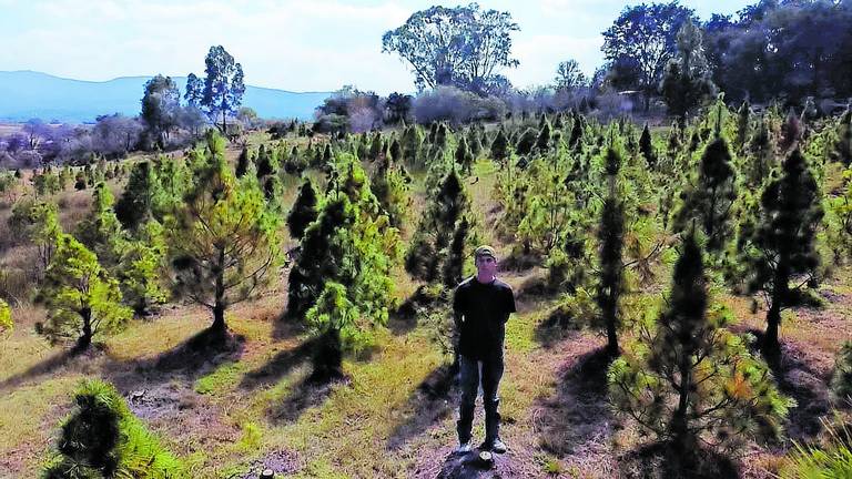 La mirada de Gerardo Tavarez | Pinos naturales de navidad: Un proyecto  sustentable - El Sol de San Juan del Río | Noticias Locales, Policiacas, de  México, Querétaro y el Mundo